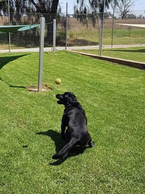 Yarrawonga Dog Kennels