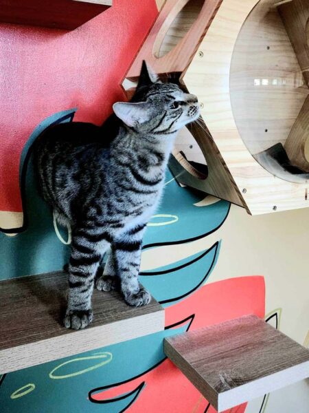Yarrawonga Cat Resort